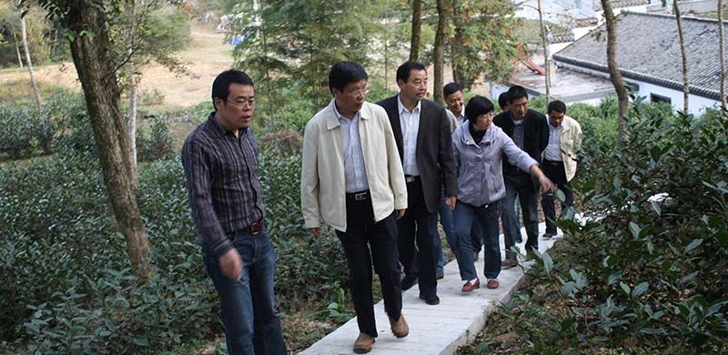 區(qū)委、區(qū)政府關(guān)注公司桃源野茶谷建設(shè)與發(fā)展情況.jpg